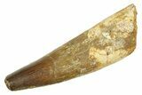 Fossil Spinosaurus Tooth - Real Dinosaur Tooth #363080-1